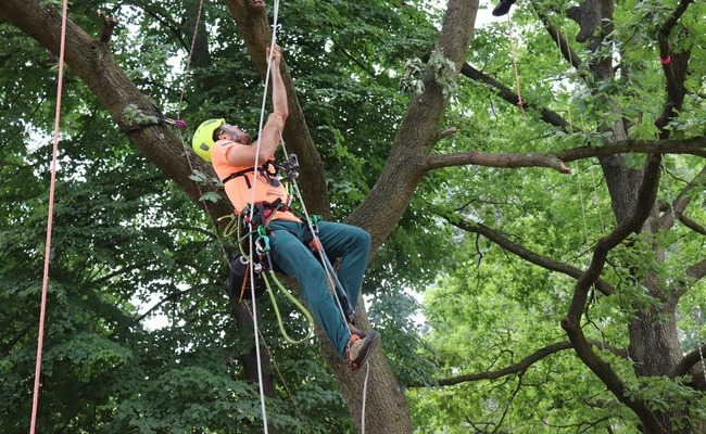 Samo nekoliko dana dijeli nas od Europskog natjecanja arborista penjača koje se održava u Jastrebarskom