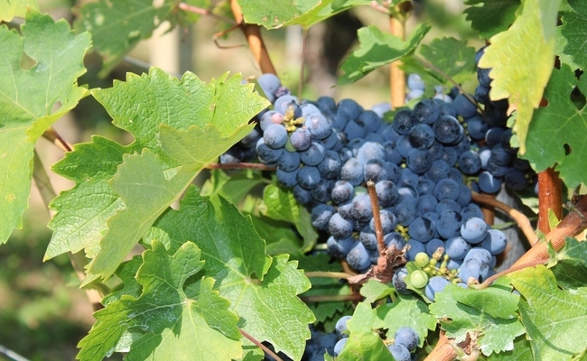 Tradicionalno obilježen početak berbe portugisca 