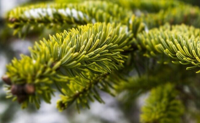 Poklonite jelu ili smreku za blagdansko uređenje grada Jastrebarskog 2025