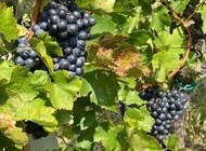 Otvorenje berbe grožđa Portugizac Plešivica 2021