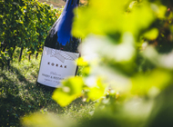 Prva hrvatska cesta pjenušaca najavljena na Plešivici. Plešivica je spremna za svjetske stvari