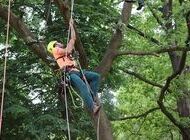 Sportski spektakl u Jastrebarskom, početkom srpnja stižu arboristi penjači iz cijele Europe