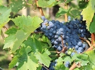 Tradicionalno obilježen početak berbe portugisca 